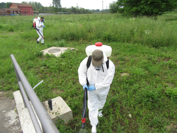 Рат против амброзије: Уништиће 2.000 хектара